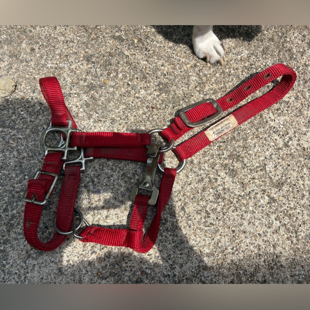 Valhoma red weanling/pony halter (Size 100-200 lb)